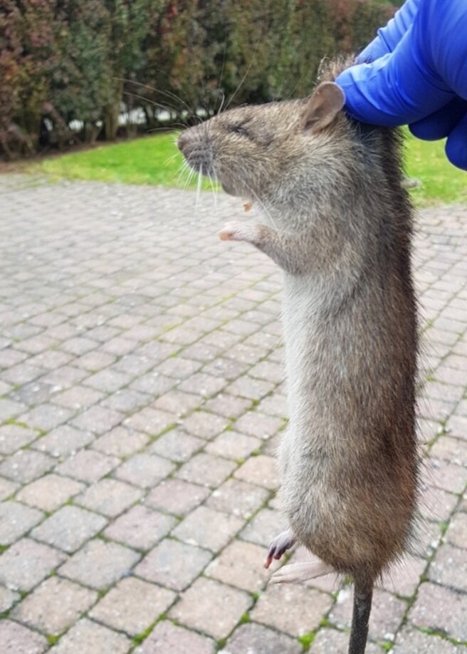 Rat capturé lors d'une intervention GIGN Nuisibles