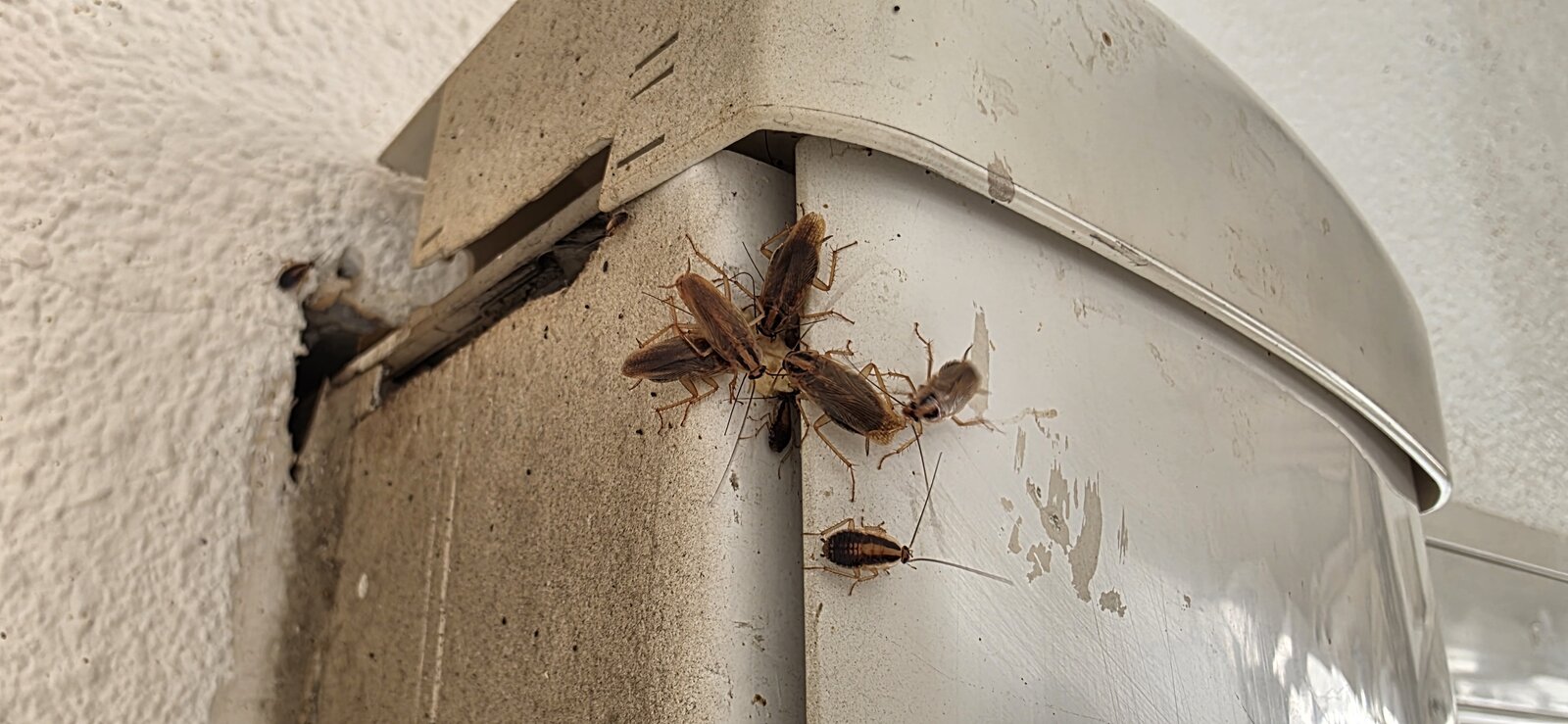 Infestation de cafards dans un local professionnel à Perpignan