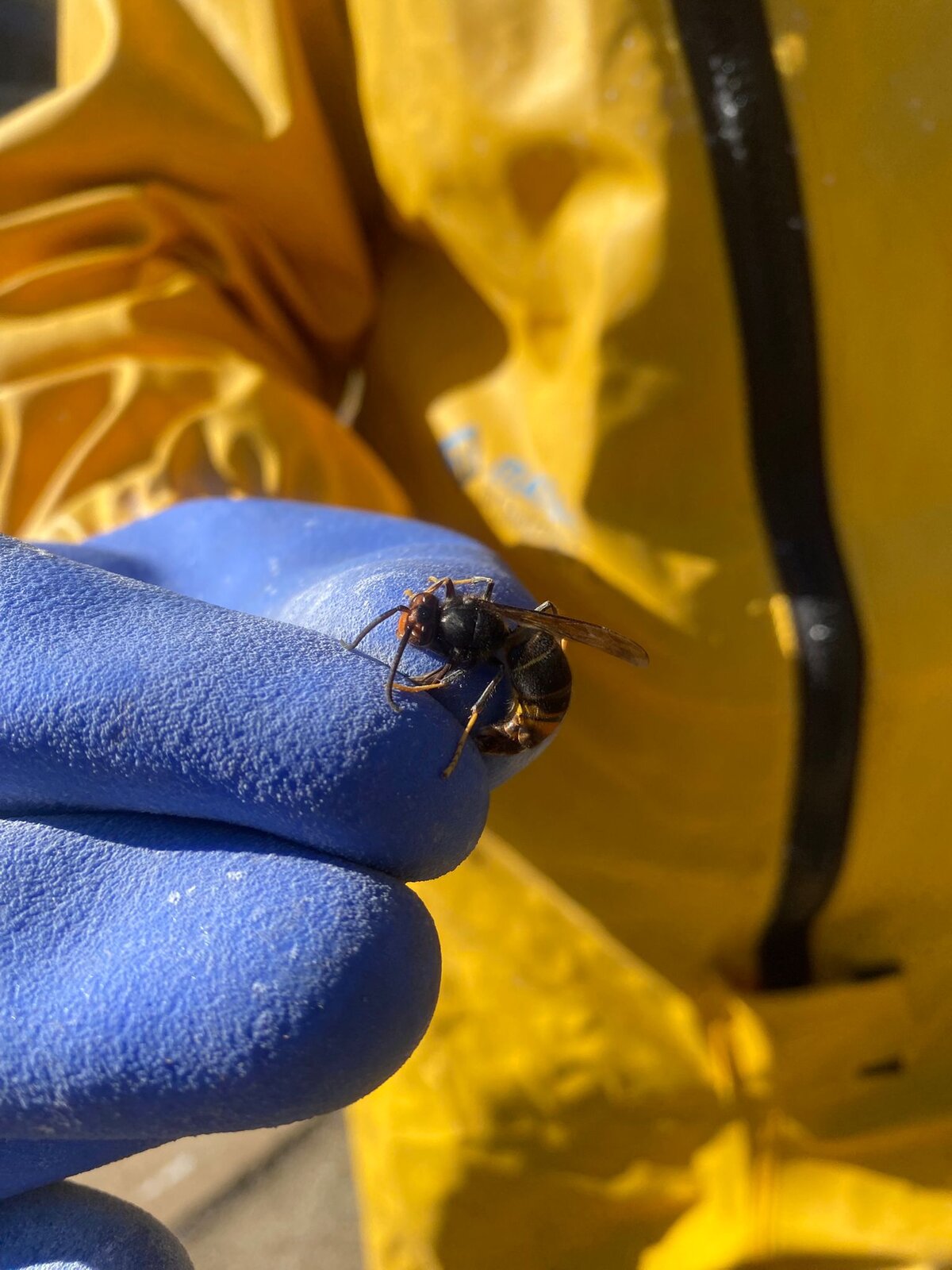 Frelon tenu par un technicien équipé de protection